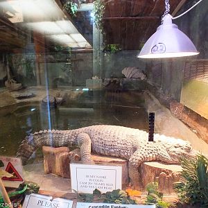 Spectacled Caiman Enclosure