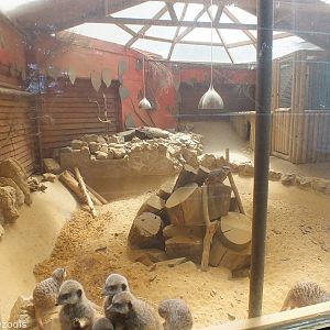 One of Three Meerkat Enclosures - Soon to Become part of a Spectacled Caima