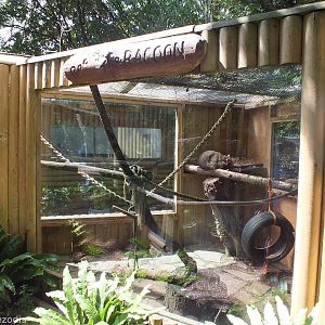 Raccoon Enclosure