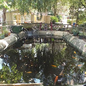 Koi Pond