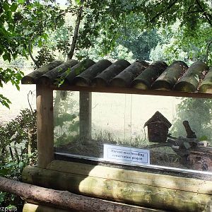 Harvest Mouse Enclosure