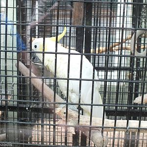 Sulphur-crested Cockatoo - Is it a lesser?