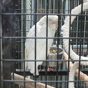 Little Corella