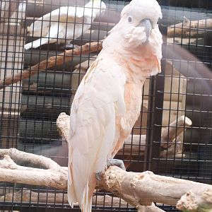 Salmon-crested Cockatoo (and sulphur-crested behind)