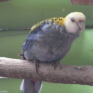Pale-headed Rosella