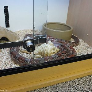 Corn Snake