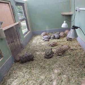 Tortoise Enclosure