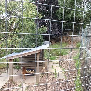 Muntjac Deer Enclosure