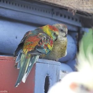 Red-Rumped Parrot Mutation