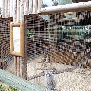 Ring-tailed Lemur Enclosure
