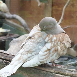Dove Mutation