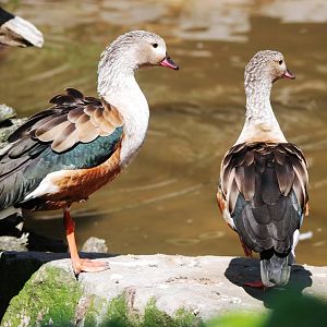 Orinoco Geese at Blackpool, 25/07/15