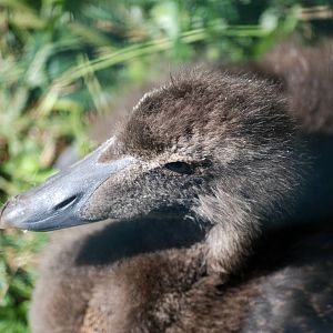 Common Eider Duckling at Blackpool, 25/07/15