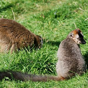 Red-fronted Lemurs at Blackpool, 25/07/15