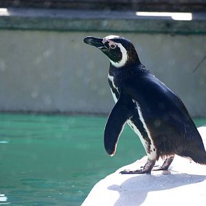 Magellanic Penguin at Blackpool, 25/07/15