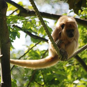 Black Howler Monkey at Blackpool, 25/07/15