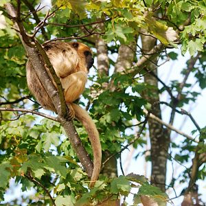 Black Howler Monkey at Blackpool, 25/07/15