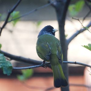 Collared Finchbill at Blackpool, 25/07/15
