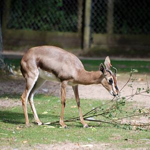 Europe's Last Arabian (Mountain) Gazelle at Blackpool, 25/07/15