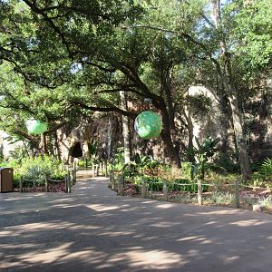 African Forest - Giant Balls in the Trees