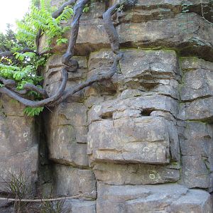 Gorillas of the African Forest - Pathway Rockwork