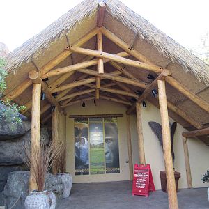 Gorillas of the African Forest - Arrival Building