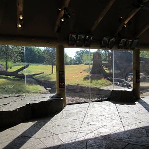 Gorillas of the African Forest