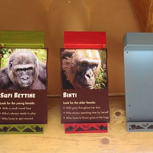 Gorillas of the African Forest - Inhabitants