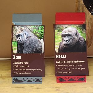 Gorillas of the African Forest - Inhabitants