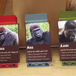 Gorillas of the African Forest - Inhabitants