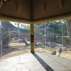 Gorillas of the African Forest