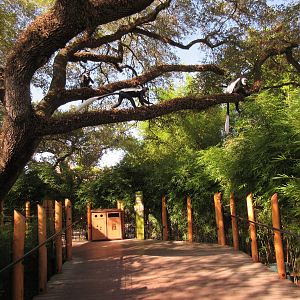 Gorillas of the African Forest - Colobus Monkeys