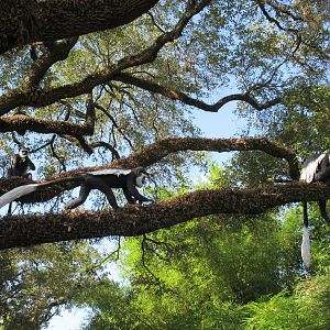 Gorillas of the African Forest - Colobus Monkeys