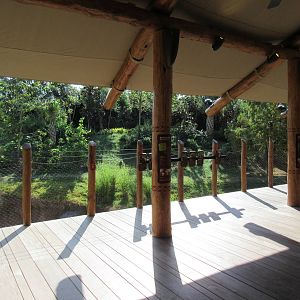 Gorillas of the African Forest - Outdoor Viewing Deck