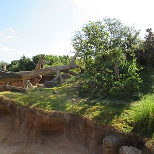 Gorillas of the African Forest