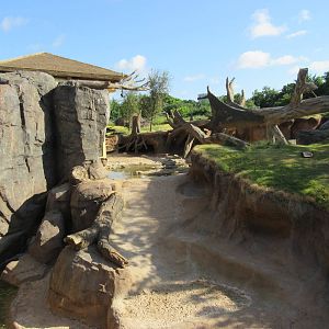 Gorillas of the African Forest