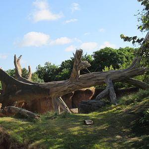 Gorillas of the African Forest