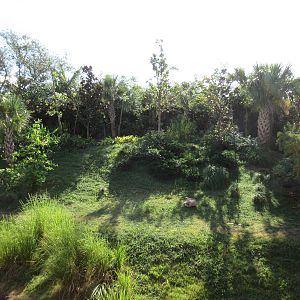 Gorillas of the African Forest