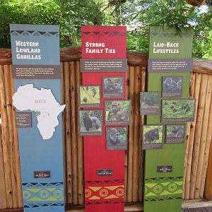 Gorillas of the African Forest