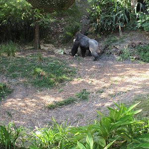 Gorillas of the African Forest