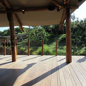 Gorillas of the African Forest - Viewing Deck