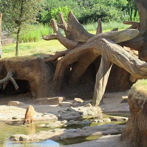 Gorillas of the African Forest - Red River Hog