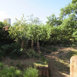 Gorillas of the African Forest: and Houston Skyscraper!