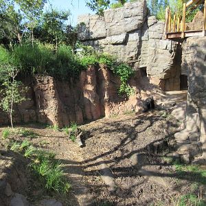 Gorillas of the African Forest - gorilla heading inside