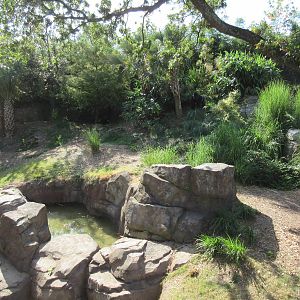 Gorillas of the African Forest - 2 gorillas in photo