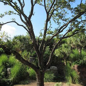 Gorillas of the African Forest - Climbing Tree?