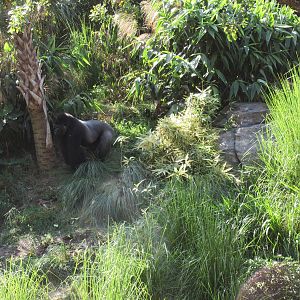 Gorillas of the African Forest - a realistic slice of Africa?