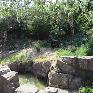 Gorillas of the African Forest