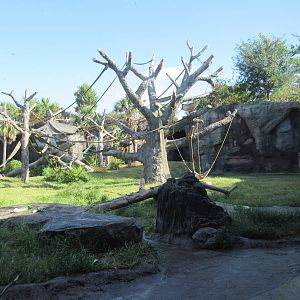 Chimpanzee Exhibit