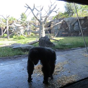 Chimpanzee Exhibit